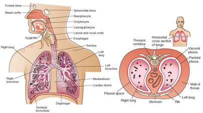 How Does The Respiratory System Work To Sustain Life