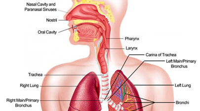 Respiratory System Parts