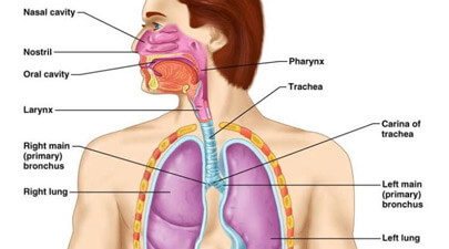 Upper and Lower Structure of Respiratory System in Males and Females